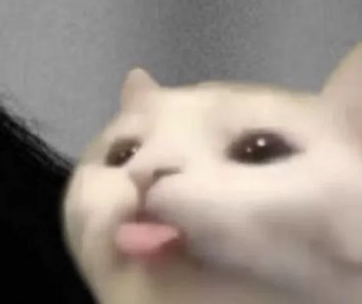 животное млекопитающее кошки малого и среднего размера