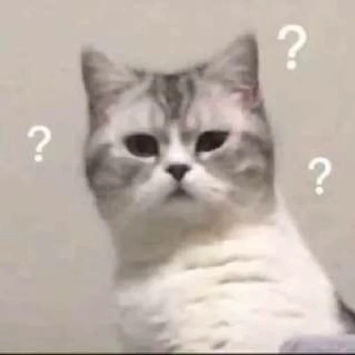 животное млекопитающее кошка