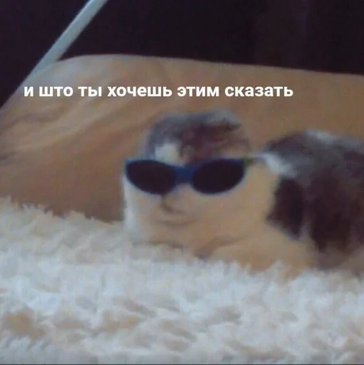 солнечные очки защитные очки животное