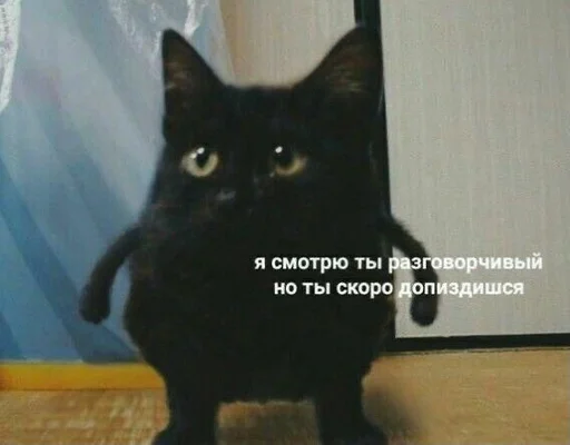 animal cat small to medium-sized cats