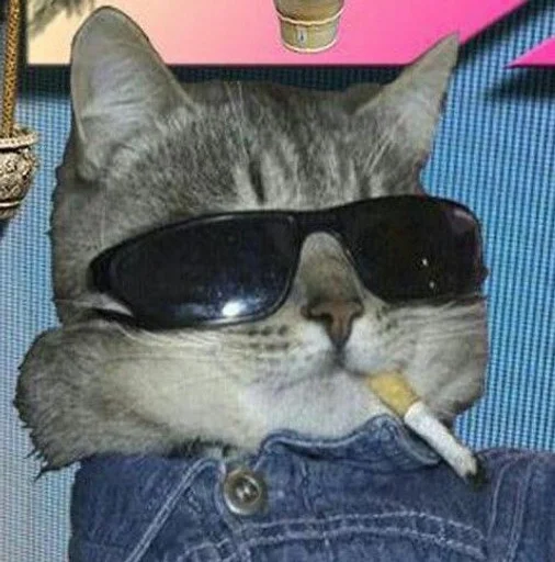 indoor small to medium-sized cats laying