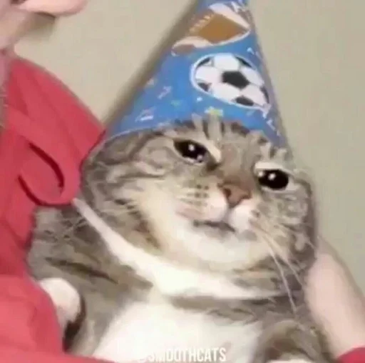 small to medium-sized cats felidae indoor