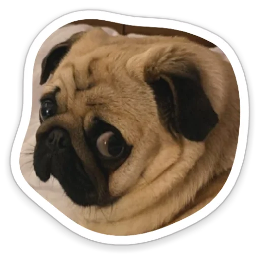 Стикер sad_pug_leonid - 5
