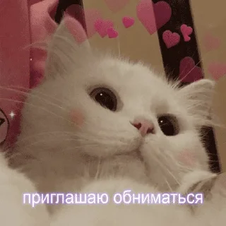 Sticker Грустные котики - 7
