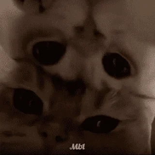 Sticker Грустные котики - 3