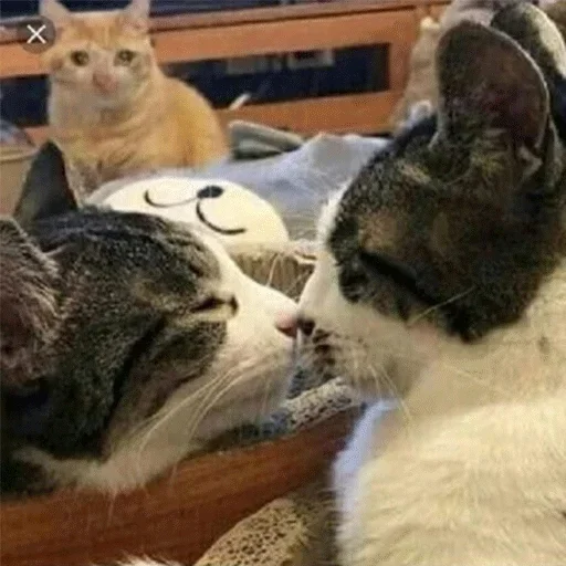 Sticker sadcatmeow - 1