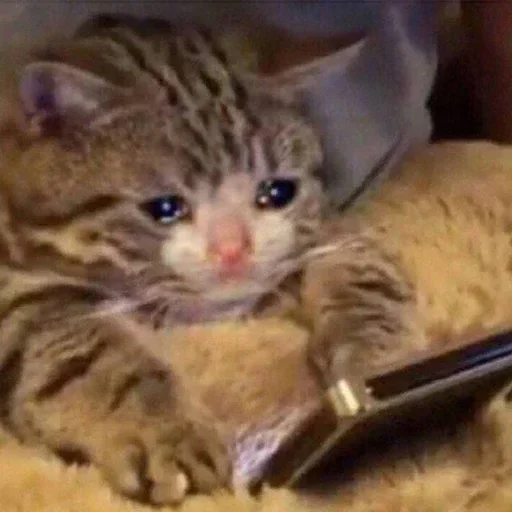 Стикер sadcatmeow - 1