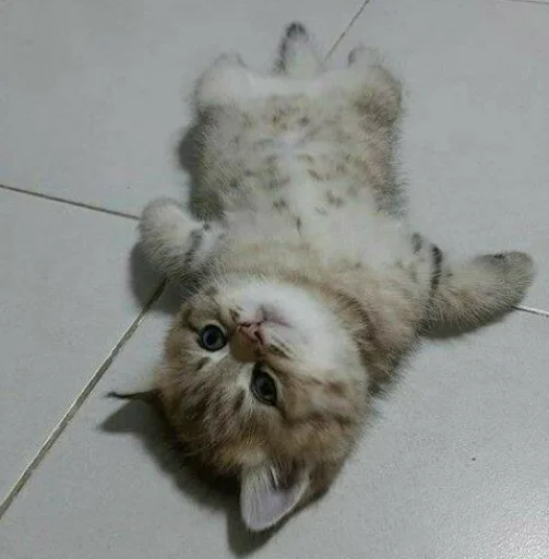 млекопитающее животное кошка