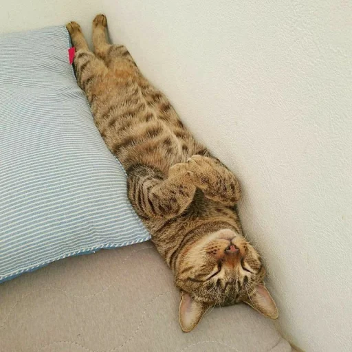 кошка животное млекопитающее