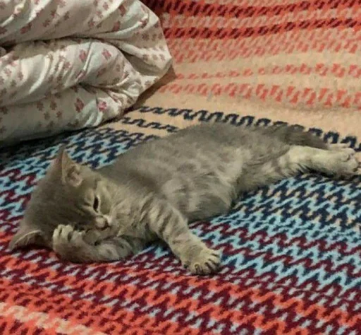 кошки малого и среднего размера кошачьи кровать