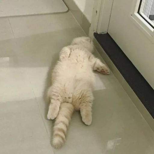 комнатный кошачьи этаж