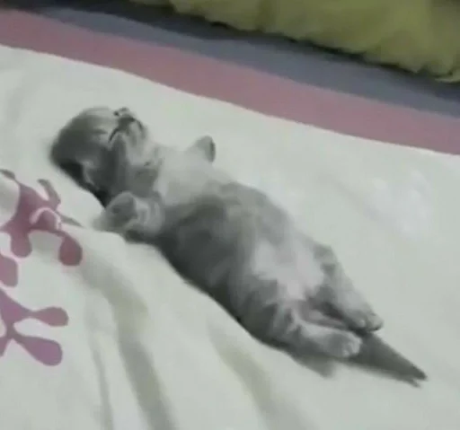 прокладка комнатный вздремнуть