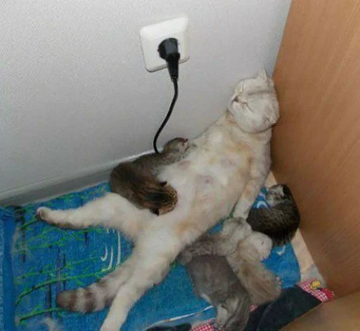 комнатный стена кошачьи