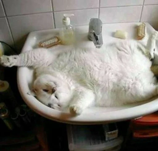 комнатный кошка тонуть