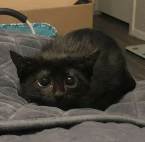 комнатный кошки малого и среднего размера кровать