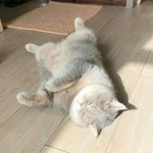 кошка животное домашняя кошка