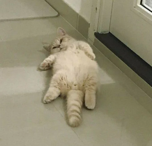 комнатный животное кошачьи