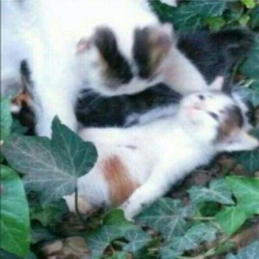 Sticker sadness_joy - 1