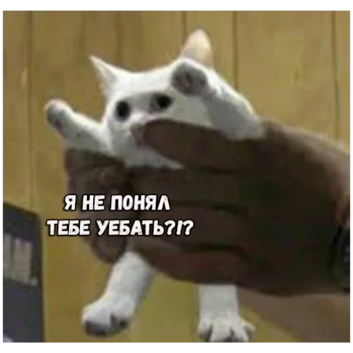 СМС животное млекопитающее