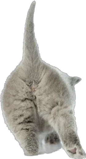 Стикер saeneko - 1