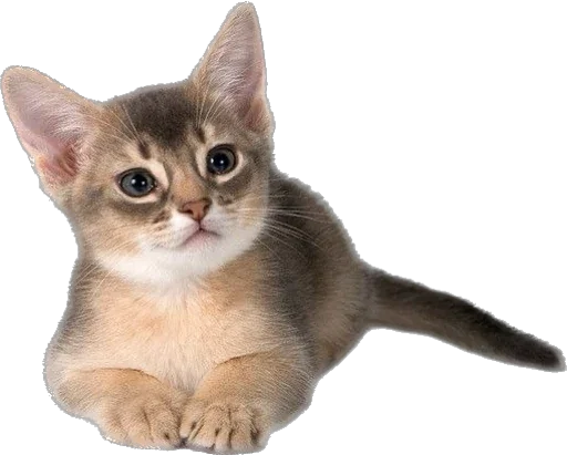 Стикер saeneko - 1