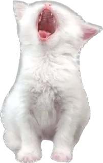 Стикер ᜊ  ꒰  лапулики @catyard Zz - 0