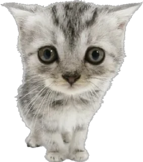 Стикер ᜊ  ꒰  лапулики @catyard Zz - 8