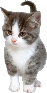 Стикер ᜊ  ꒰  лапулики @catyard Zz - 5