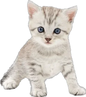 Стикер ᜊ  ꒰  лапулики @catyard Zz - 9