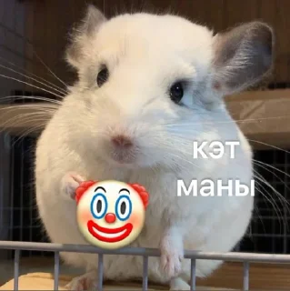 mammal animal rodent