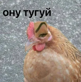 animal bird gallinaceous bird