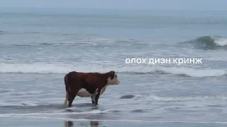 outdoor mammal animal