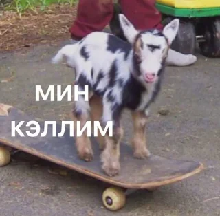 outdoor skateboard pet