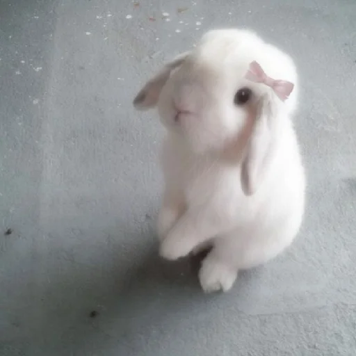 Стикер sakiwai - 1