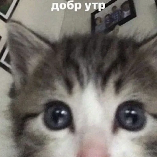 Стикер sakiwai - 1