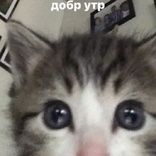 Sticker ^><^ @sakiwai - 0