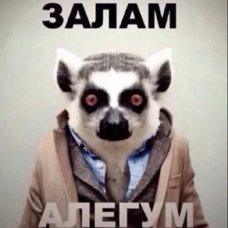 Стикер хасанаторские - 1