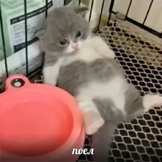 Стикер мэм - 7