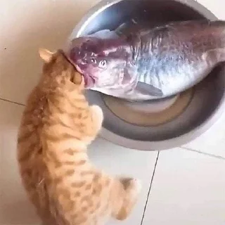 Стикер мэм - 6