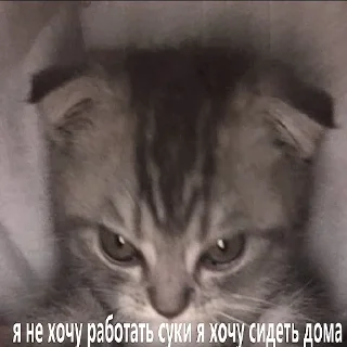 Стикер мэм - 1