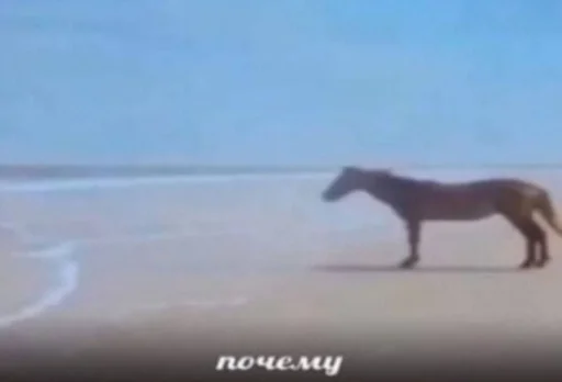 хочу оливье :: @fStikBot - cartoon