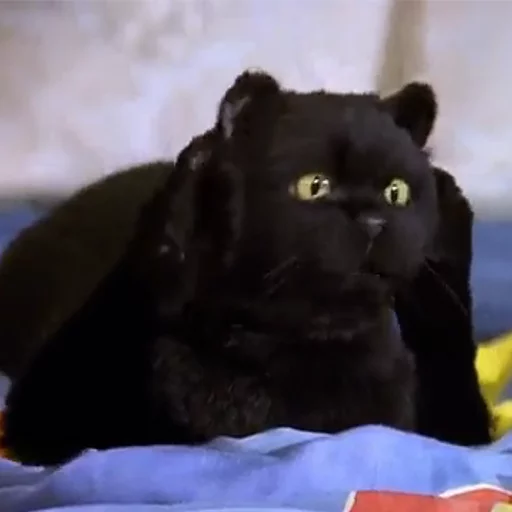 Сэлем на каждый день - комнатный