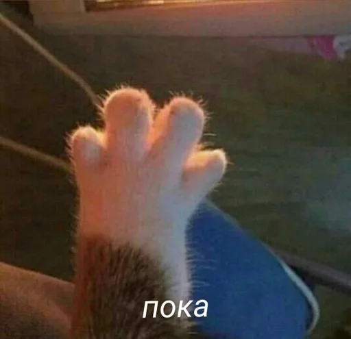 animal person mammal