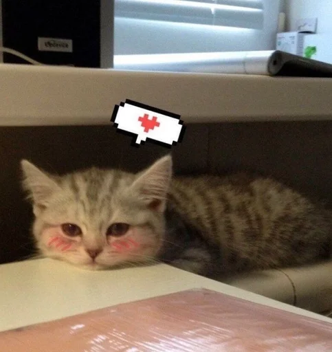 indoor small to medium-sized cats felidae