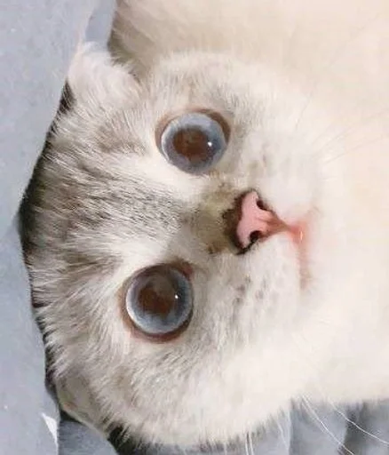 cat animal domestic cat