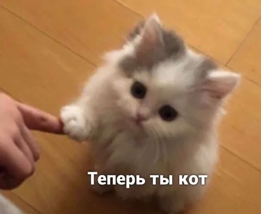 млекопитающее животное кошка