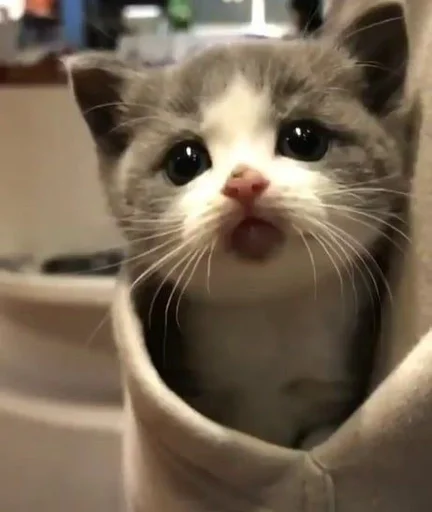 кошки малого и среднего размера комнатный кошачьи