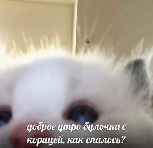 животное млекопитающее домашнее животное