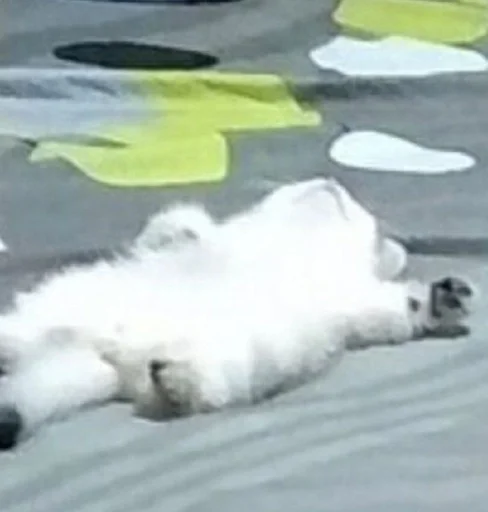 животное млекопитающее полярный