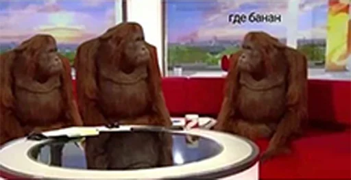 собака животное комнатный